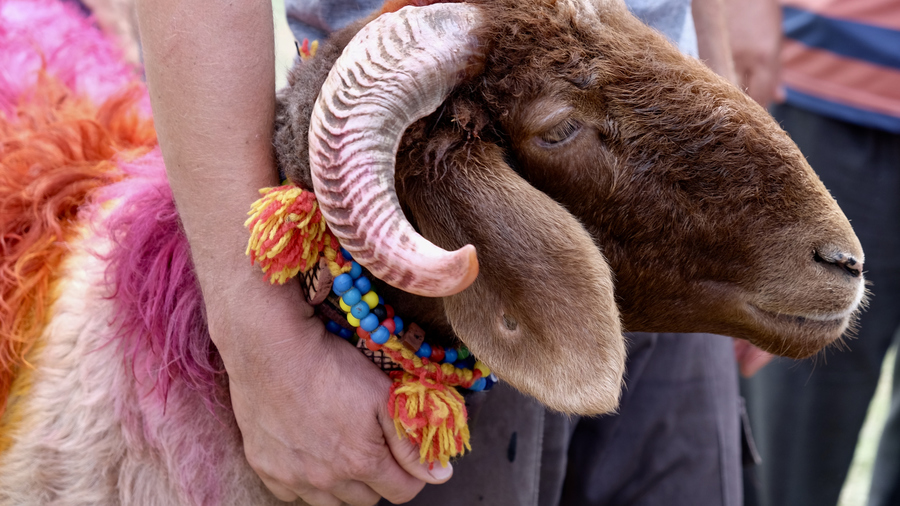 What Are the Requirements for Eid al-Adha Sacrifice: Frequently Asked Questions